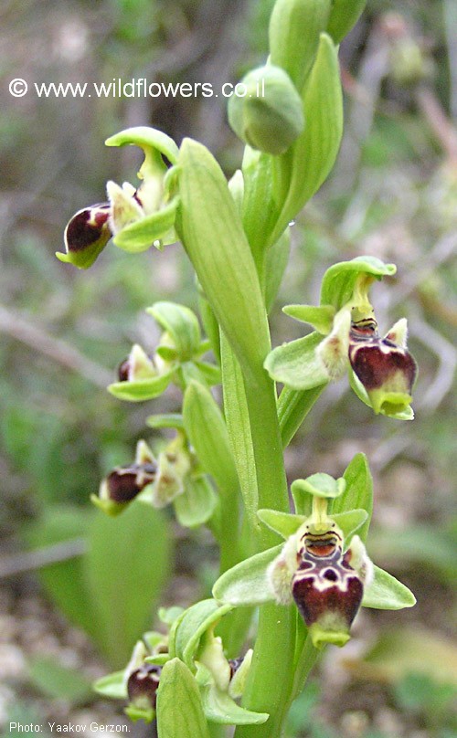 Ophrys umblicata